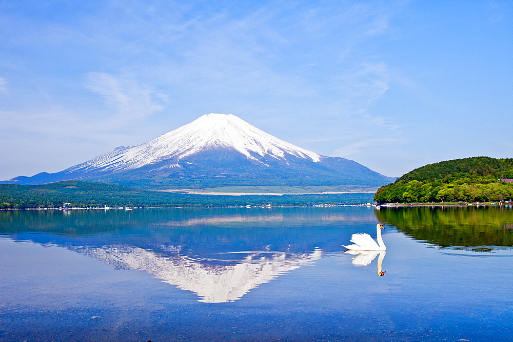 Swans Near Mount Fuji, Japan