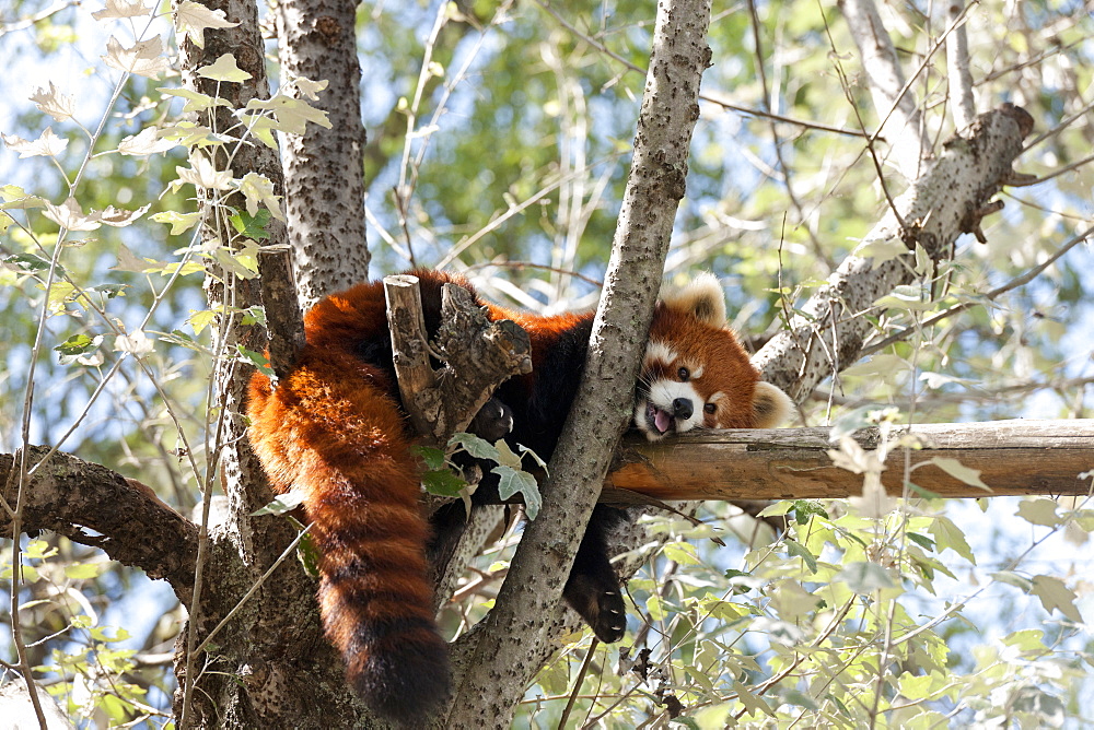 Red Panda