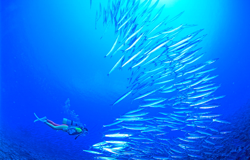 Barracuda And Diver, Kagoshima, Japan