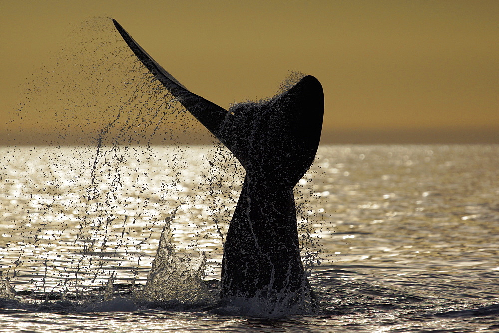 Whale swimming in the sea