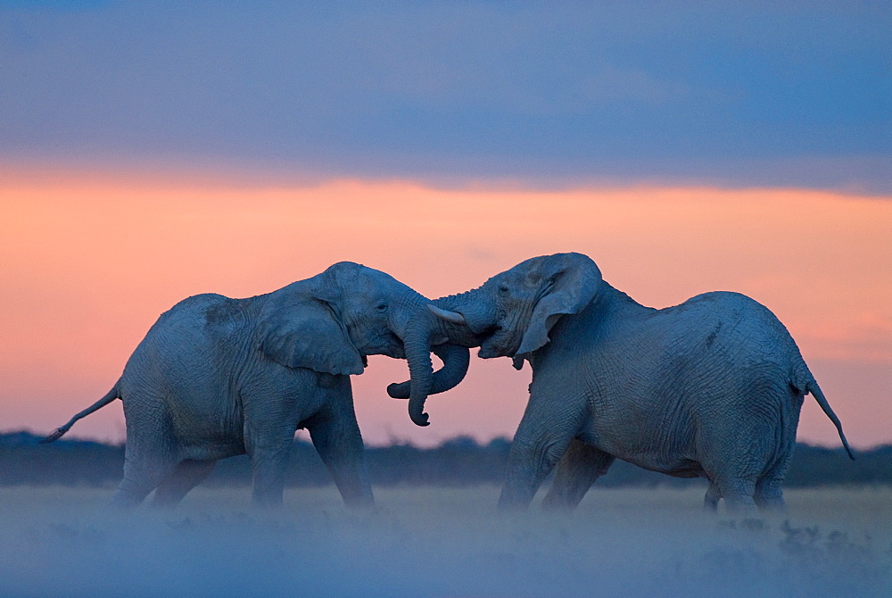 African Elephants