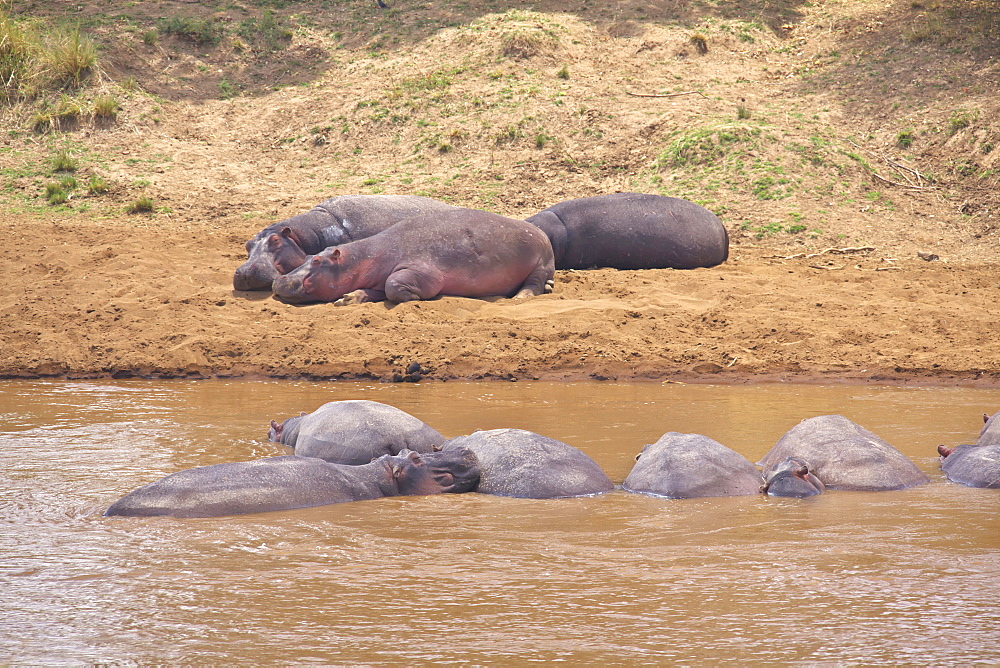 Hippopotamus