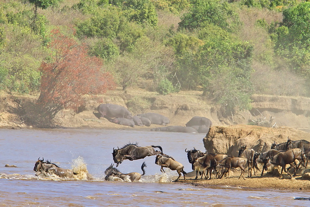 Gnu Herd