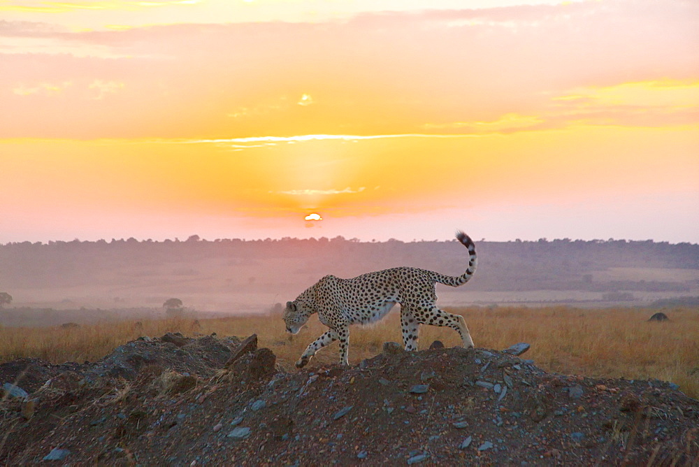 Cheetah