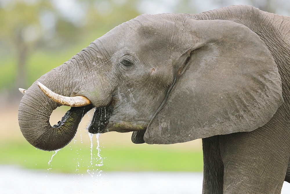 African Elephant