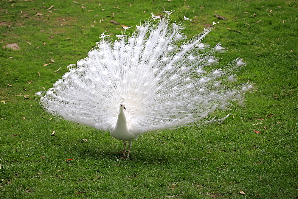 Indian Peafowl, (Pavo cristatus), albino, adult male courtship, Cuddly Creek, South Australia, Australia