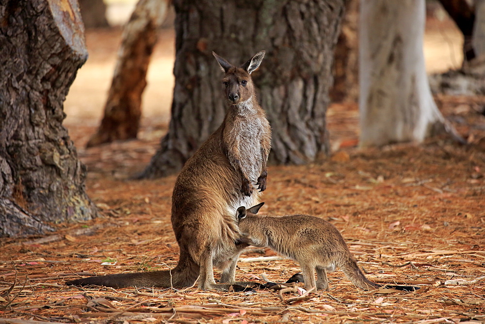 Kangaroo Island Kangaroo, (Macropus fuliginosus fuliginosus), adult with young suckling, mother with young looking in pouch, Kangaroo Island, South Australia, Australia