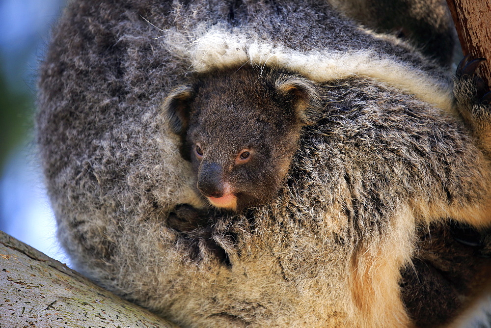 Koala, (Phascolarctos cinereus), adult with young on tree, Kangaroo Island, South Australia, Australia