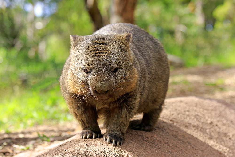 Common wombat, (Vombatus ursinus), adult, Mount Lofty, South Australia, Australia