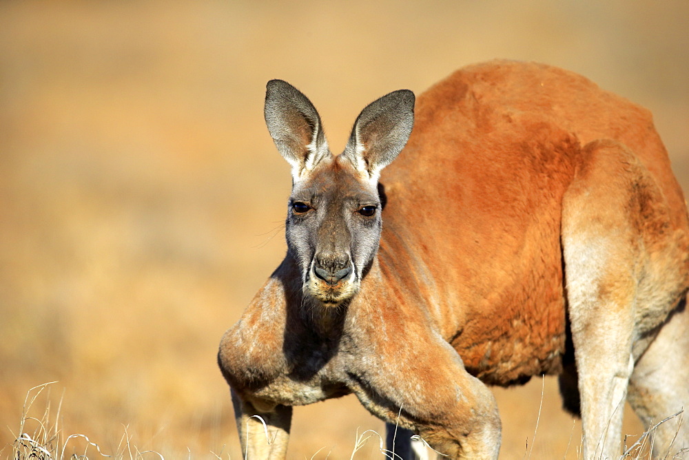 Red Kangaroo, (Macropus rufus), adult male portrait, Sturt Nationalpark, New South Wales, Australia