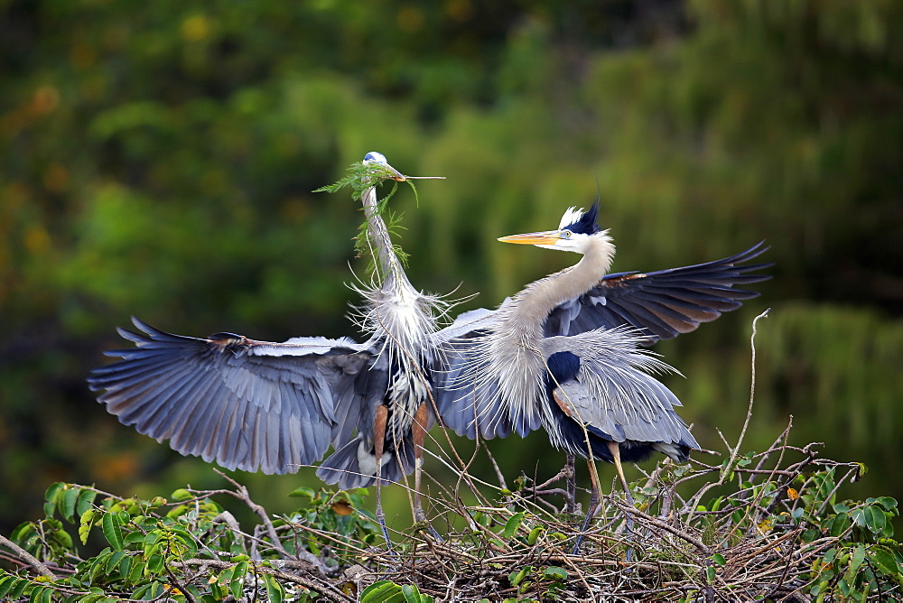 Great Blue Heron, (Ardea herodias), adult couple at nest with nesting material, social behaviour, Wakodahatchee Wetlands, Delray Beach, Florida, USA