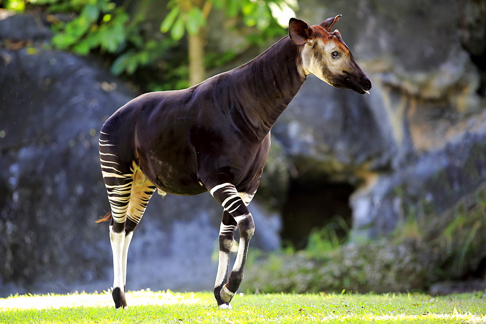 Okapi, (Okapia johnstoni), adult alert, Africa