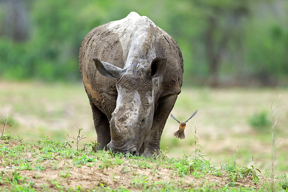 White Rhinoceros, Square-Lipped Rhinoceros, (Ceratotherium simum), adult feeding, with Red-billed oxpecker, (Buphagus erythrorhynchus), Hluhluwe Umfolozi Nationalpark, Hluhluwe iMfolozi Nationalpark, KwaZulu Natal, South Africa, Africa