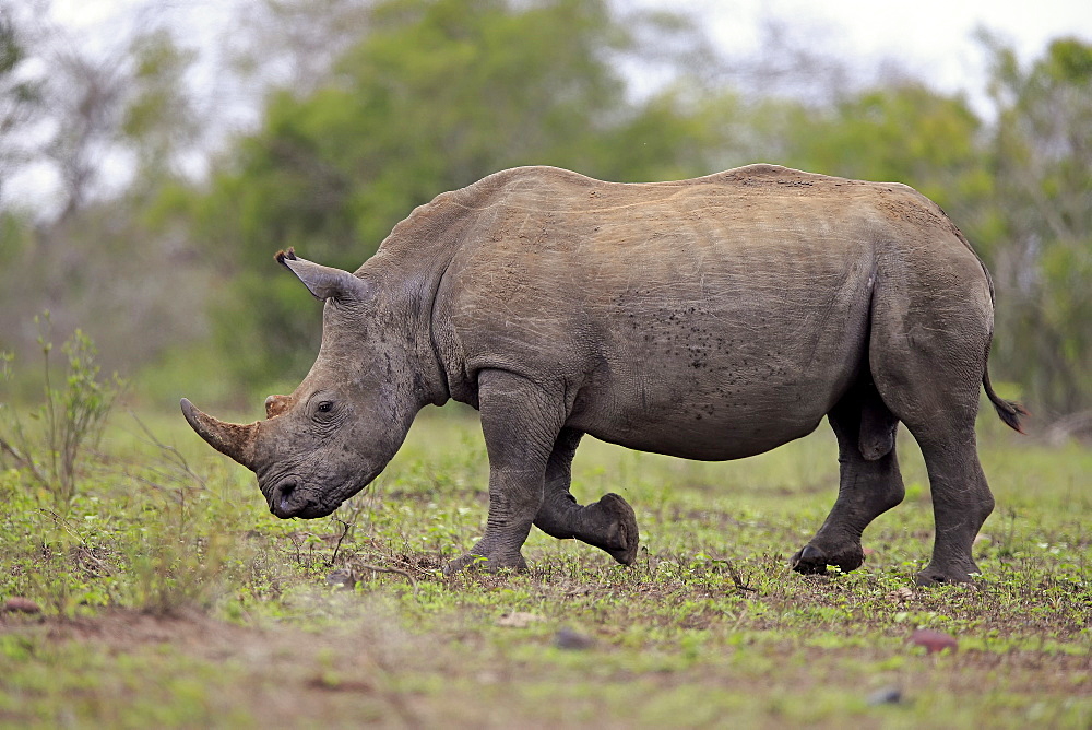 White Rhinoceros, Square-Lipped Rhinoceros, (Ceratotherium simum), adult male walking searching for food, Hluhluwe Umfolozi Nationalpark, Hluhluwe iMfolozi Nationalpark, KwaZulu Natal, South Africa, Africa