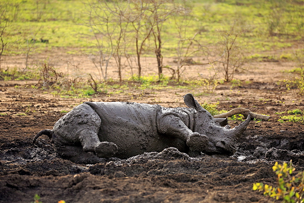 White Rhinoceros, Square-Lipped Rhinoceros, (Ceratotherium simum), adult in mud bath, Hluhluwe Umfolozi Nationalpark, Hluhluwe iMfolozi Nationalpark, KwaZulu Natal, South Africa, Africa