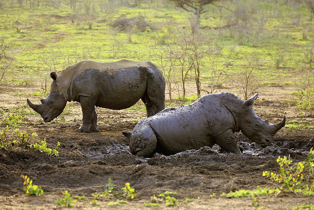 White Rhinoceros, Square-Lipped Rhinoceros, (Ceratotherium simum), two adults in mud bath, Hluhluwe Umfolozi Nationalpark, Hluhluwe iMfolozi Nationalpark, KwaZulu Natal, South Africa, Africa