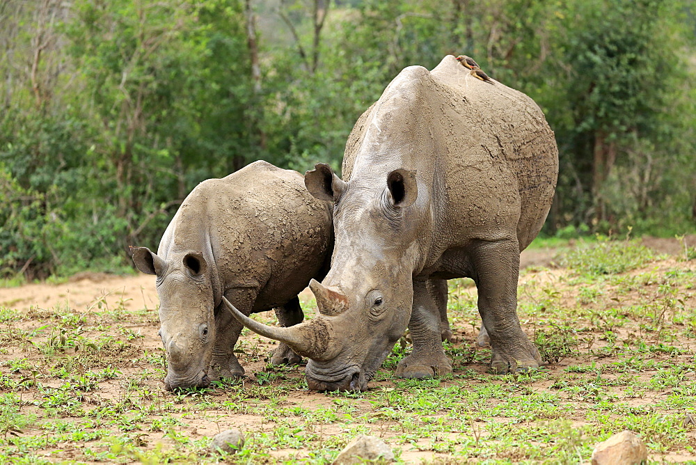 White Rhinoceros, Square-Lipped Rhinoceros, (Ceratotherium simum), adults female with young feeding, searching for food, Hluhluwe Umfolozi Nationalpark, Hluhluwe iMfolozi Nationalpark, KwaZulu Natal, South Africa, Africa