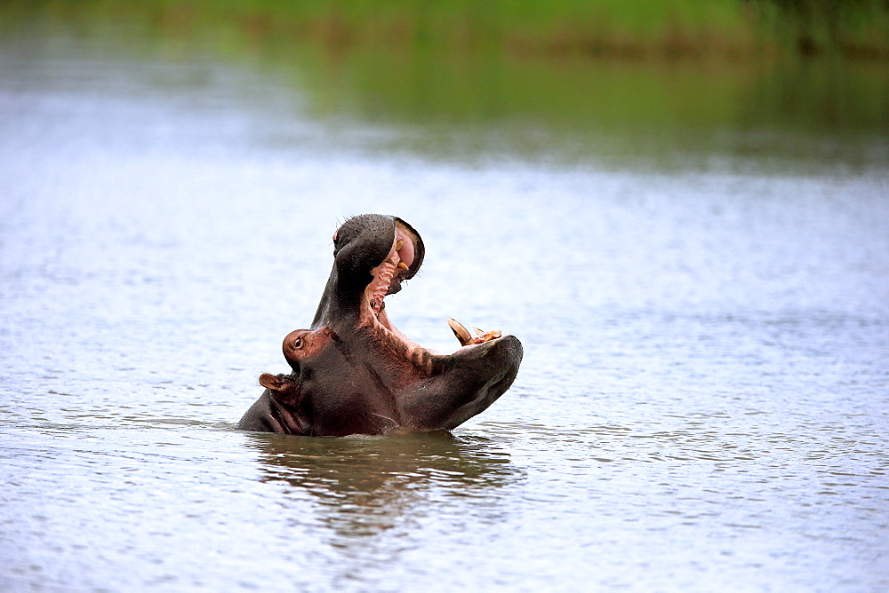 Hippopotamus, (Hippopatamus amphibius), adults in water threatening, portrait, Saint Lucia Estuary, Isimangaliso Wetland Park, Kwazulu Natal, South Africa, Africa