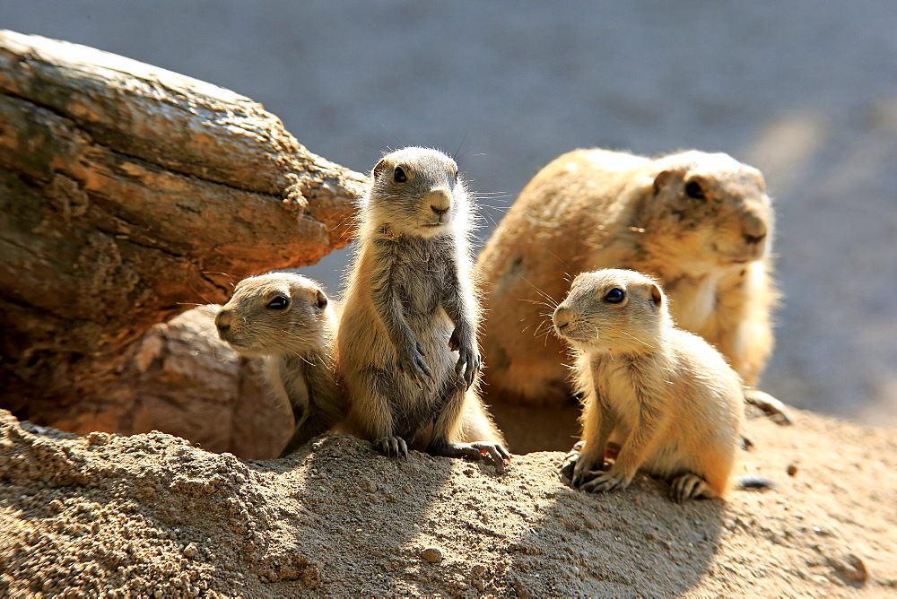 Black Tailed Prairie Dog, (Cynomys ludovicianus), adult with youngs at den, Northamerica