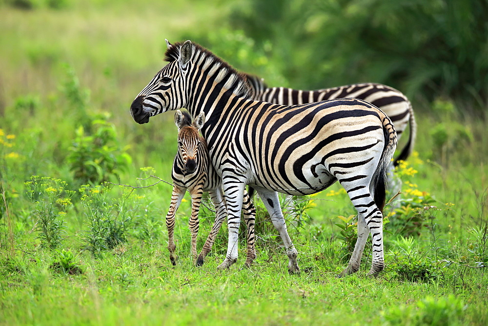 Plains Zebra, Burchell, (Equus quagga burchelli), adult with young, Hluhluwe Umfolozi Nationalpark, Hluhluwe iMfolozi Nationalpark, KwaZulu Natal, South Africa, Africa