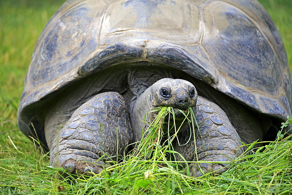 Seychelles giant tortoise, (Aldabrachelys gigantea), adult feeding portrait, Seychelles, Africa