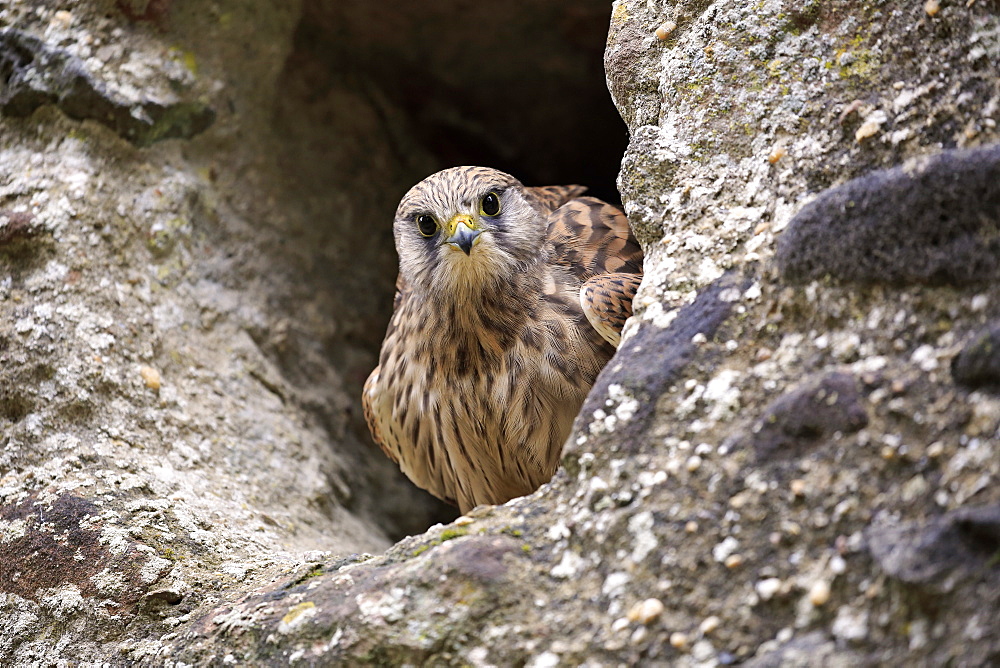 European Kestrel, Common Krestel, (Falco tinnunculus), adult in breeding burrow, Pelm, Kasselburg, Eifel, Germany, Europe