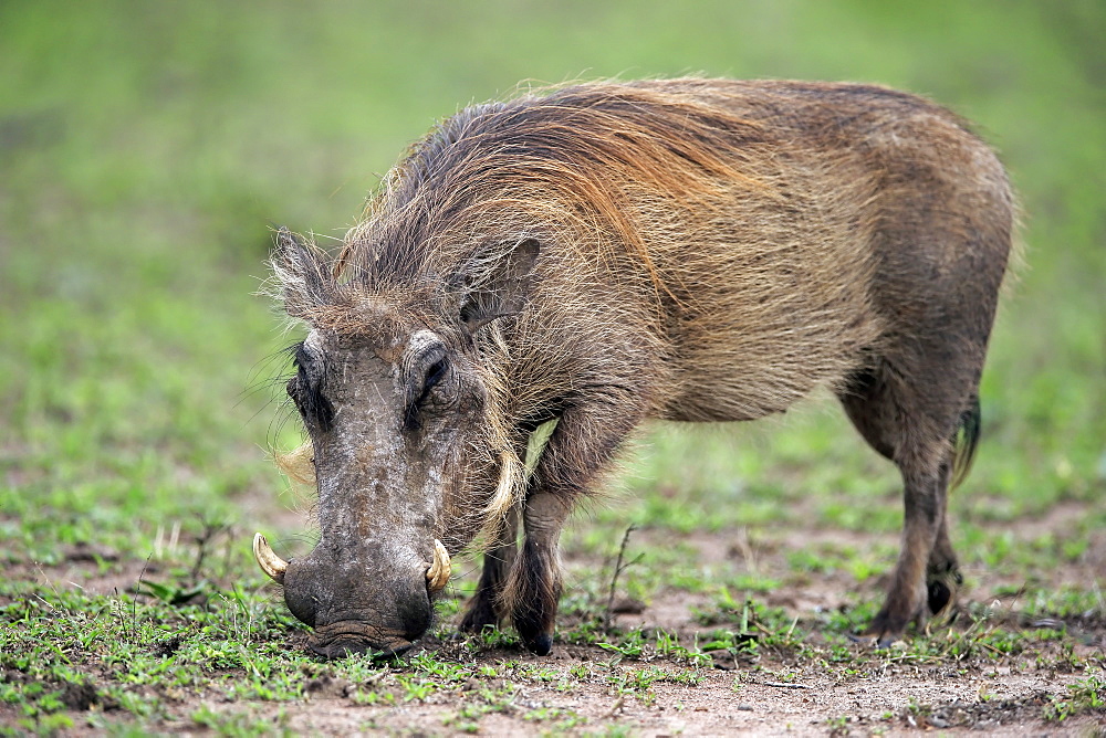 Warthog, (Phacochoerus aethiopicus), adult walking searching for food, Hluhluwe Umfolozi Nationalpark, Hluhluwe iMfolozi Nationalpark, KwaZulu Natal, South Africa, Africa