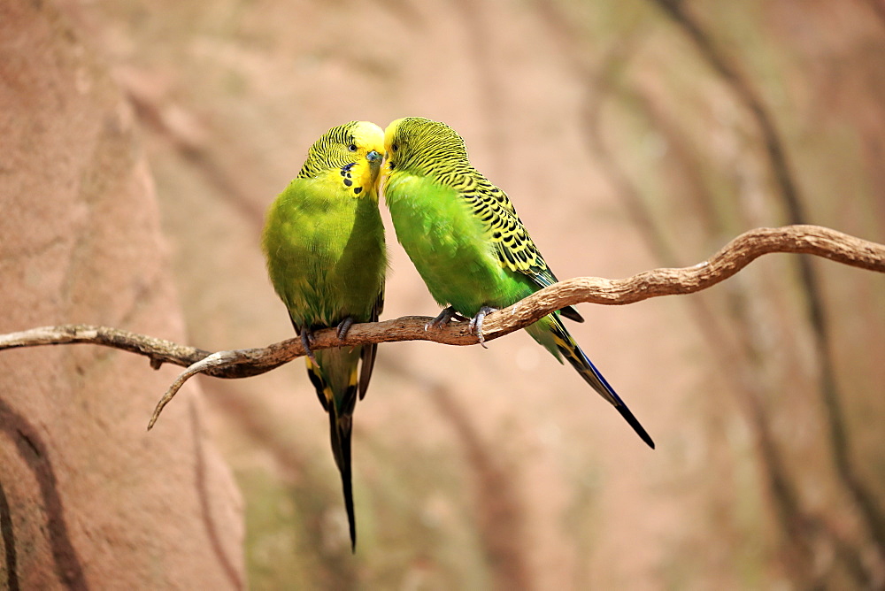 Budgerigar, (Melopsittacus undulatus), couple on tree social behaviour, Australia