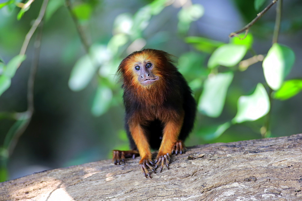 Golden Headed Lion Tamarin, (Leontopithecus chrysomelas), adult on tree alert, South America