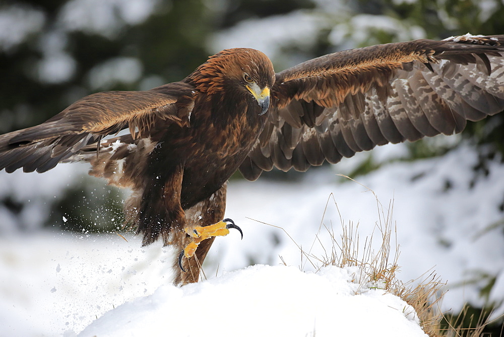 Golden Eagle, (Aquila chrysaetos), adult in snow starts flying, in winter, Zdarske Vrchy, Bohemian-Moravian Highlands, Czech Republic