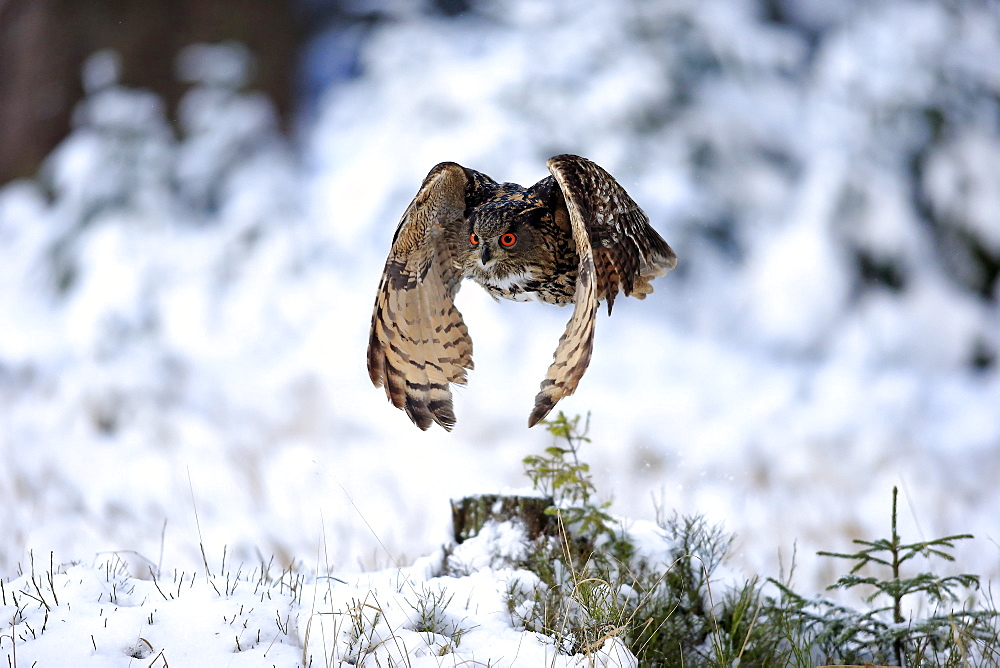 Eagle Owl, (Bubo bubo), adult flying in winter, in snow, Zdarske Vrchy, Bohemian-Moravian Highlands, Czech Republic