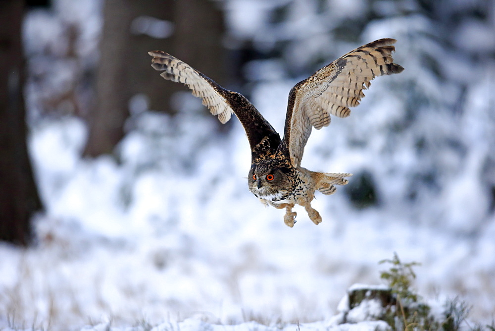 Eagle Owl, (Bubo bubo), adult flying in winter, in snow, Zdarske Vrchy, Bohemian-Moravian Highlands, Czech Republic