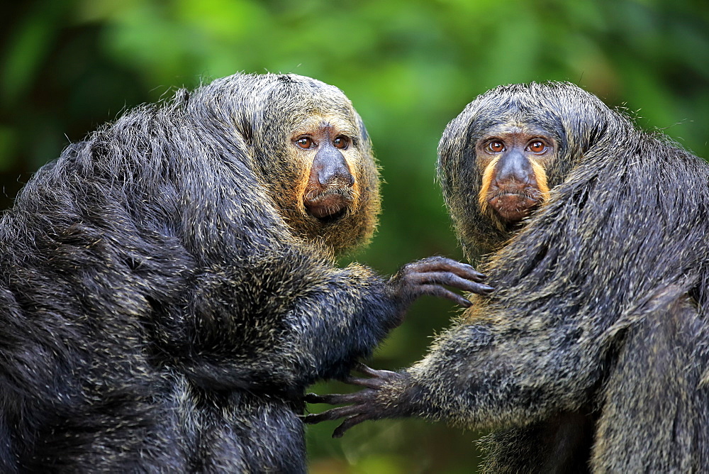 White-Headed Saki, (Pithecia pithecia), two adult females, social behaviour, South America