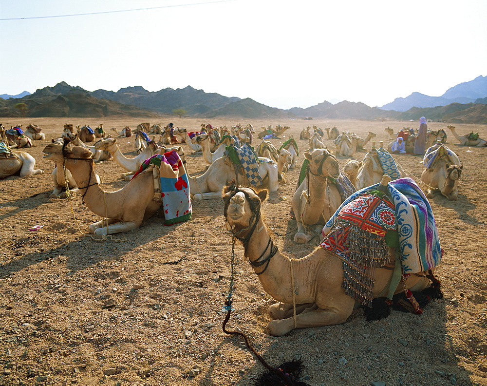 Camel, Egypt