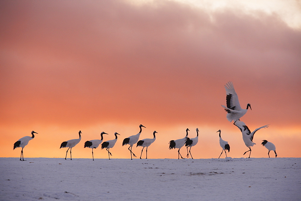 Red-Crowned Cranes