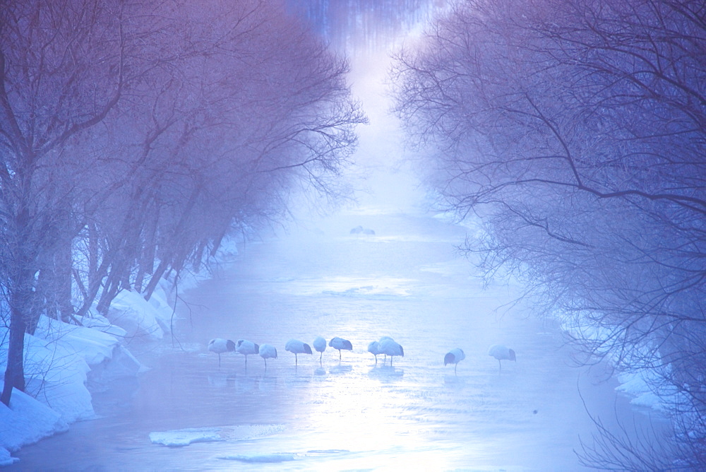 Red-Crowned Crane herd