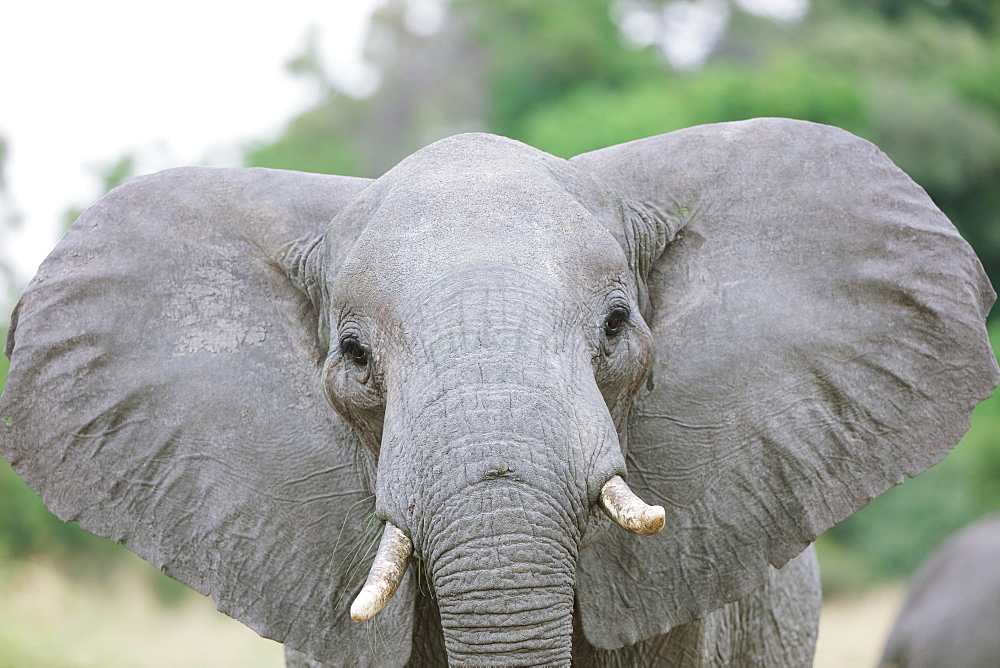 African Elephant