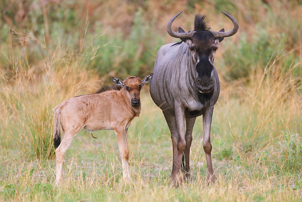 Gnu