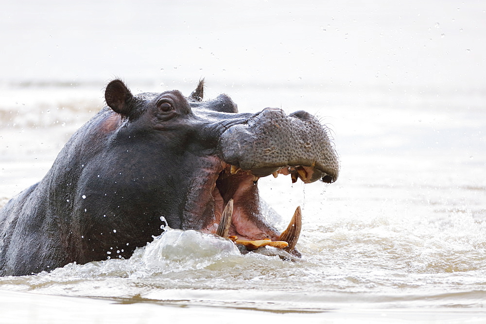 Hippopotamus