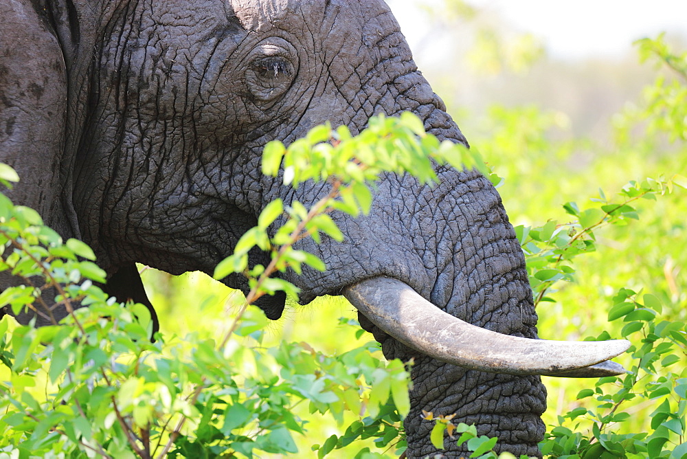 African Elephant