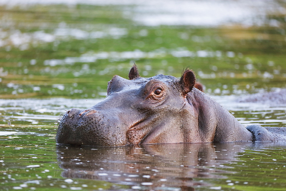 Hippopotamus