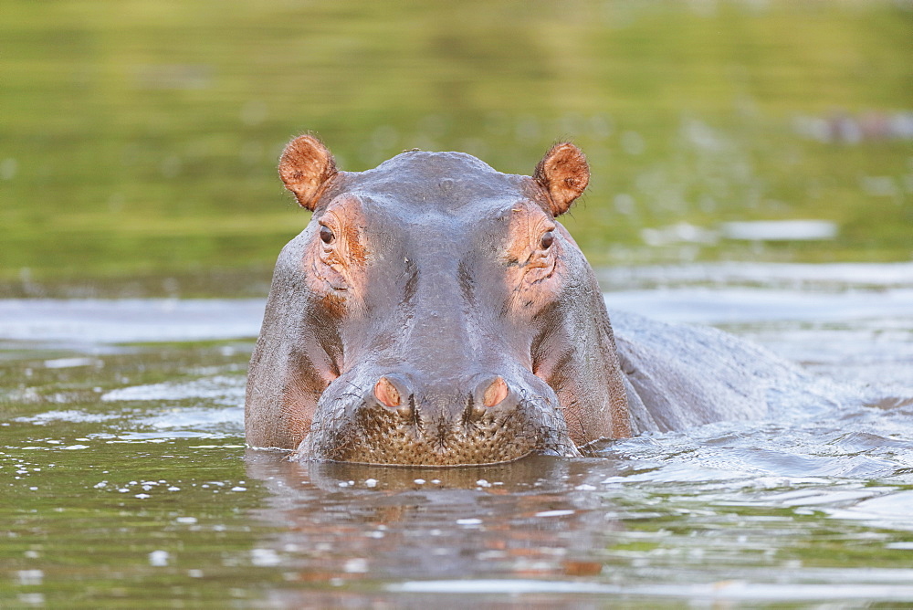 Hippopotamus