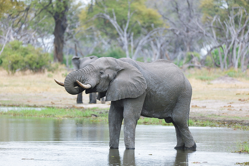 African Elephants