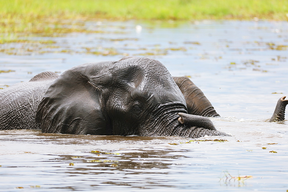 African Elephants