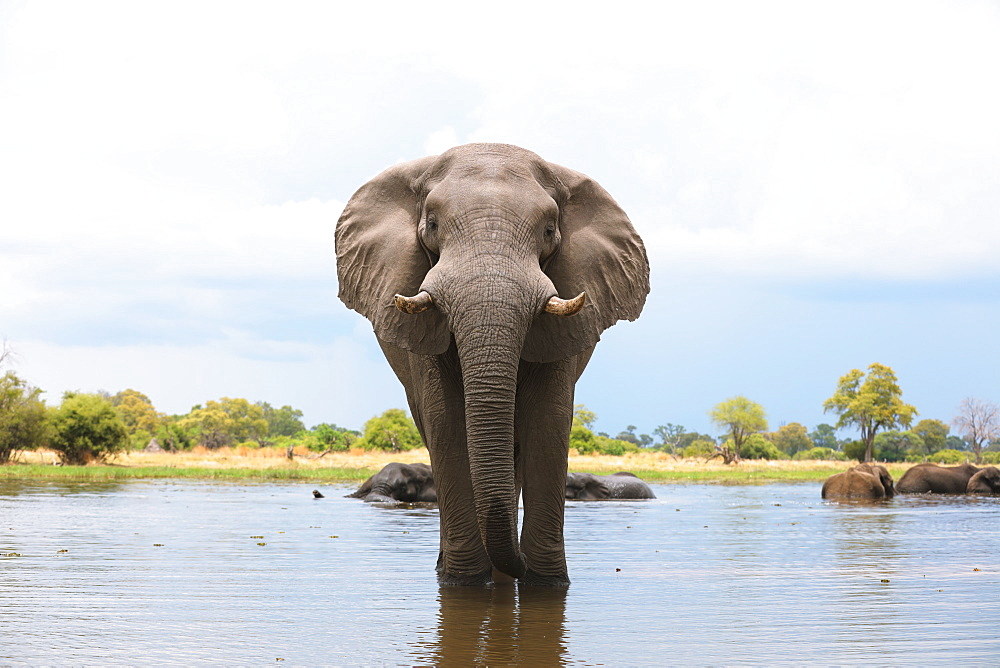 African Elephant