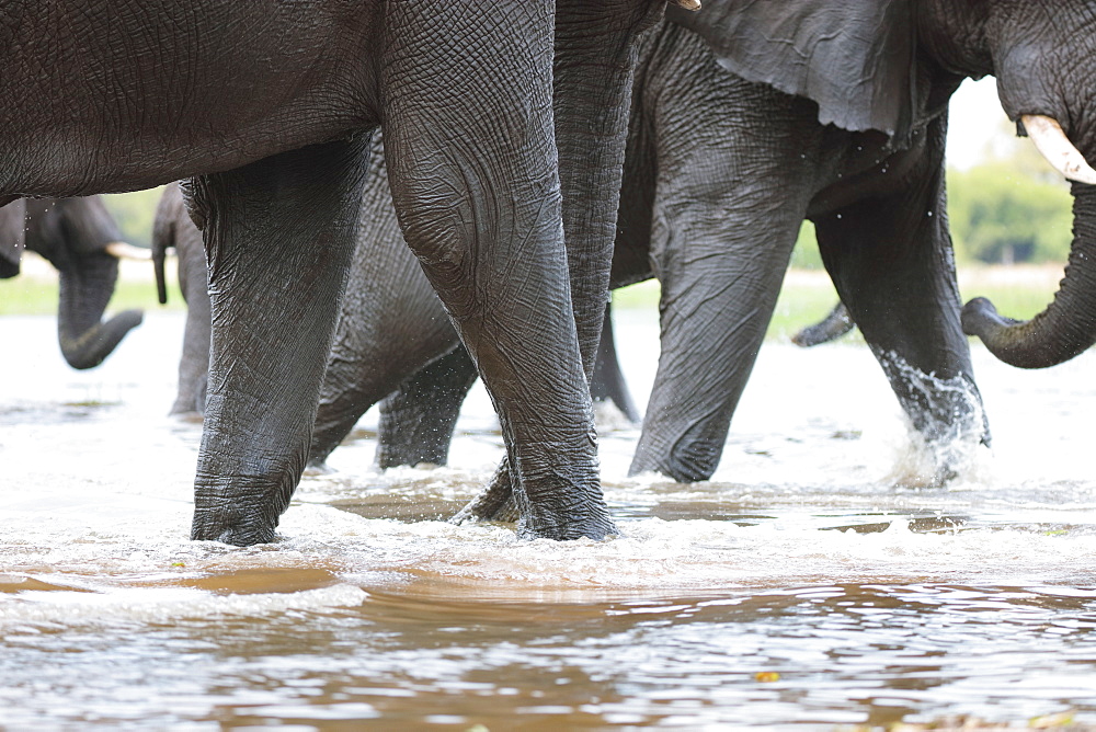 African Elephants