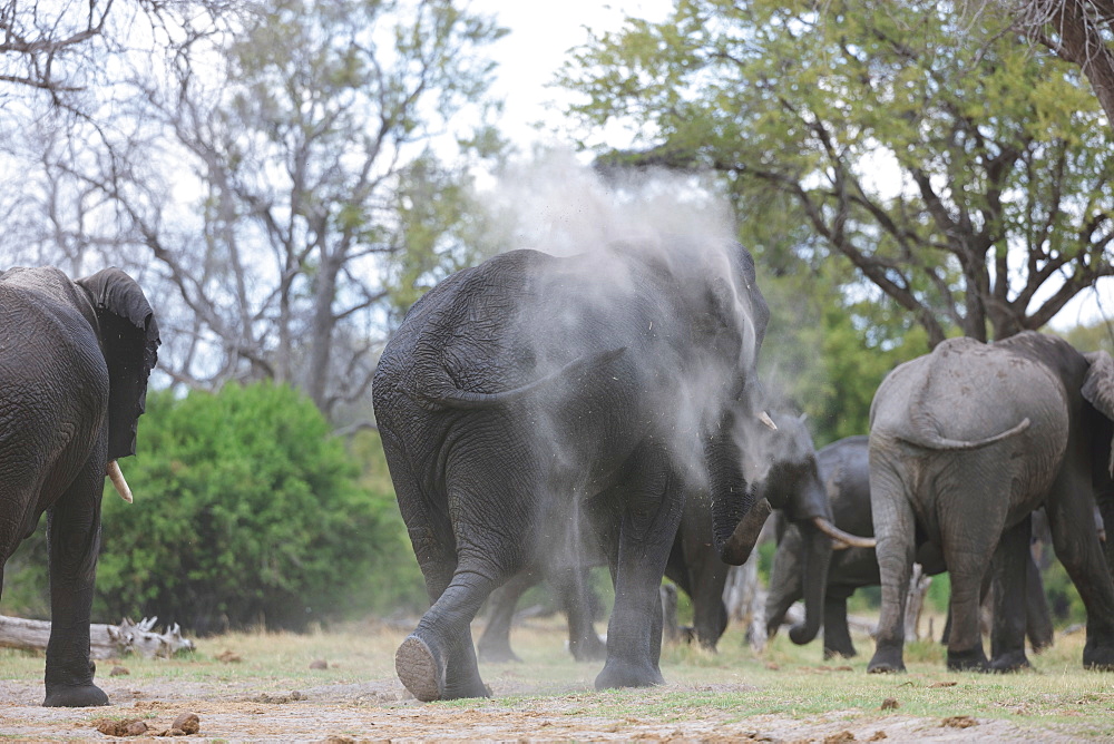 African Elephants