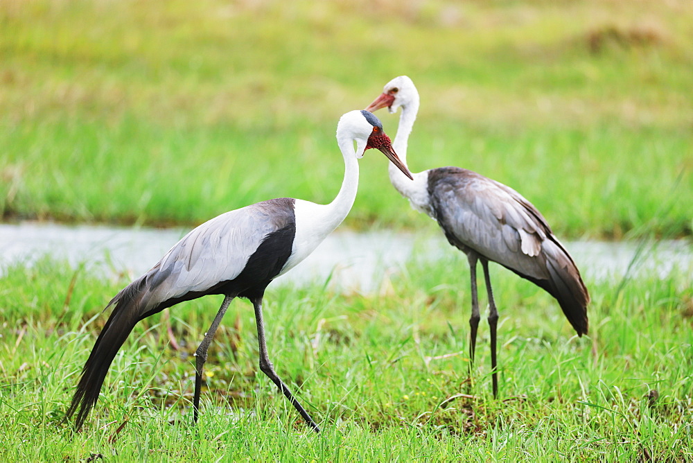 Wattled Crane