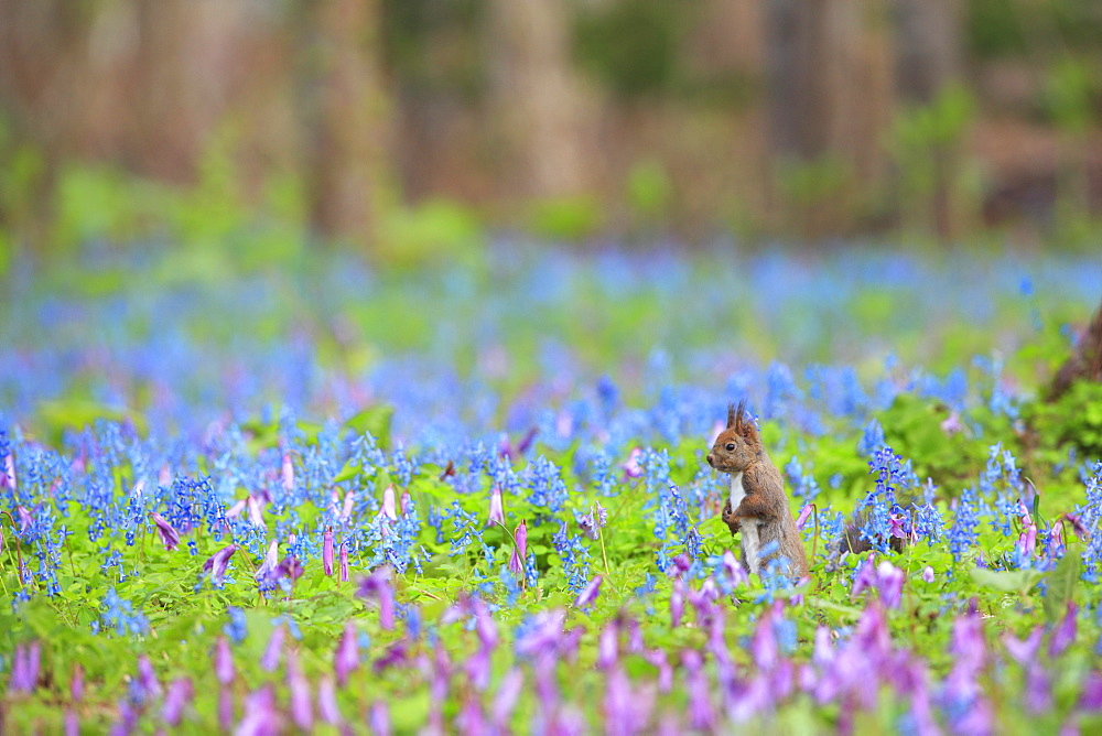 Hokkaido Squirrel