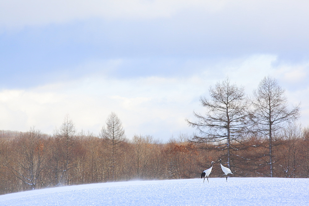 Red-Crowned Cranes